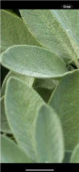 House of Sage Massage